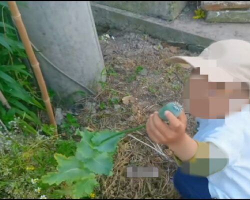 儿童与绿植 儿童与绿植