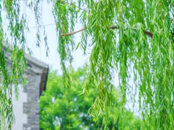 清明1 清明1